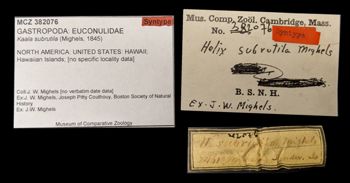 Media type: image;   Malacology 382076 Aspect: labels